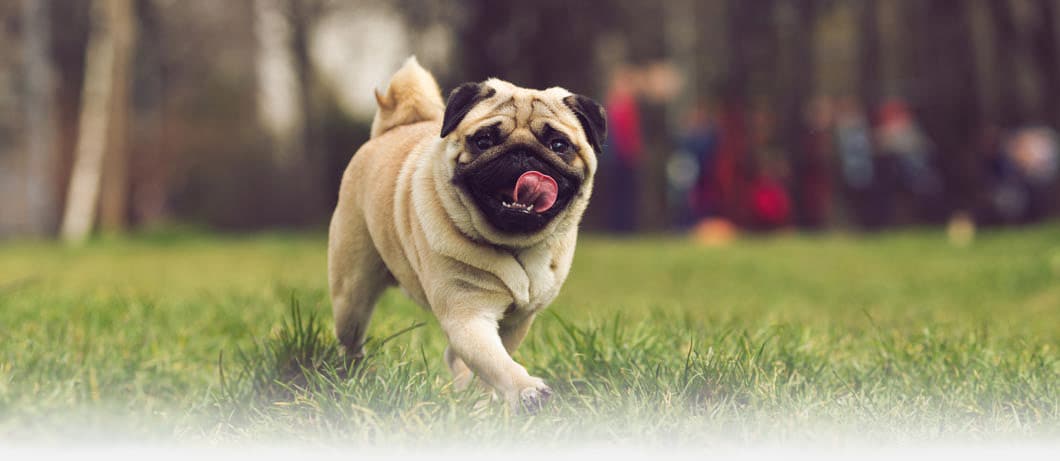 Pet Cremation Port Angeles WA Pug