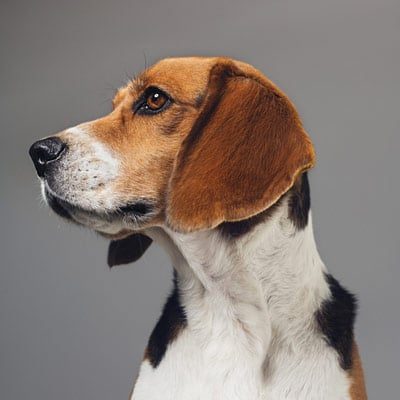 Pet Cremation Port Angeles WA Dog