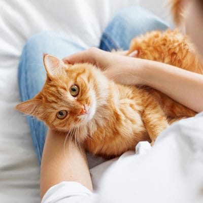 Pet Cremation Port Angeles WA Tabby Cat